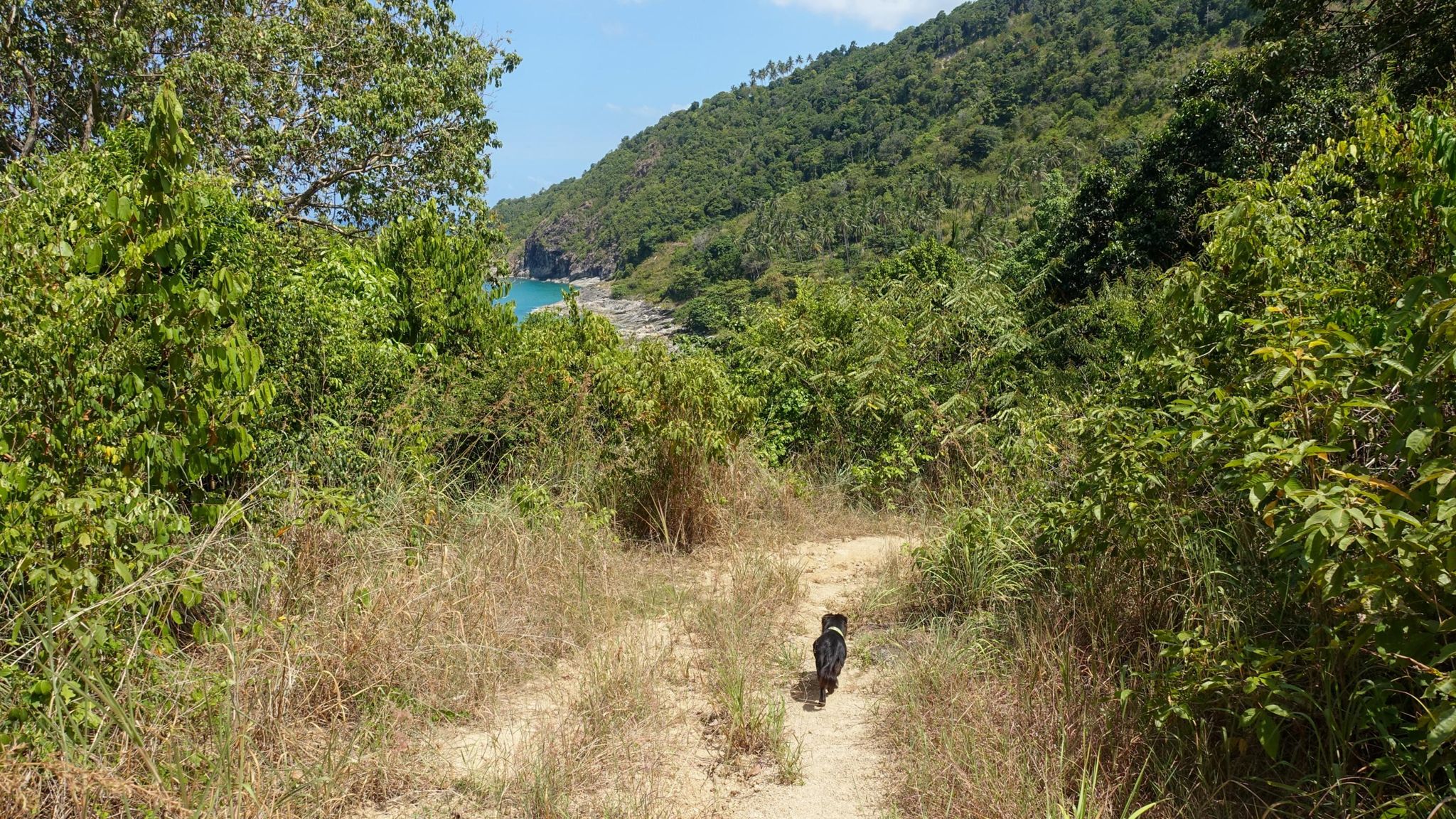 Jungle hiking trail