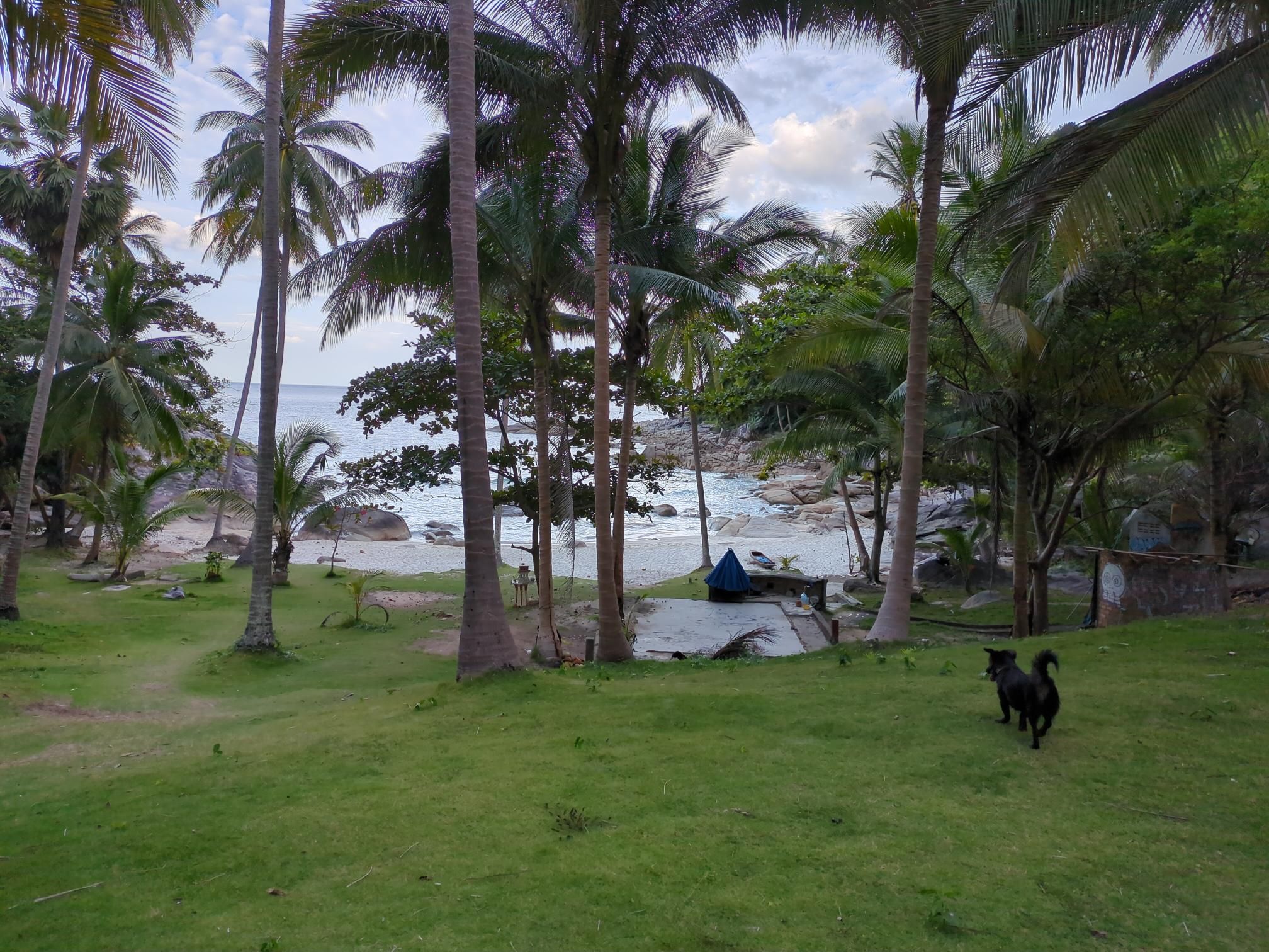 Beach entrance through coconut palms