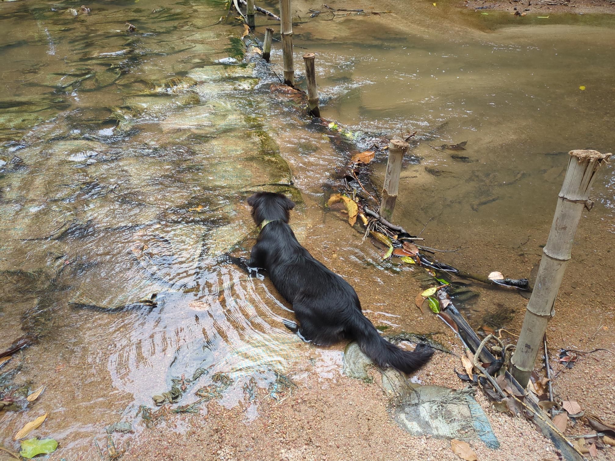 Dog cooling off in the stream